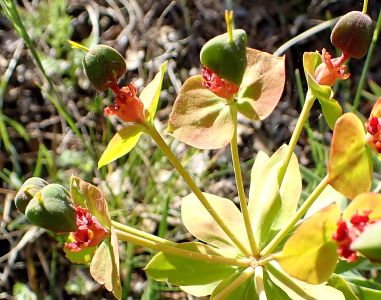 EUPHORBIA RIGIDA - pryšec